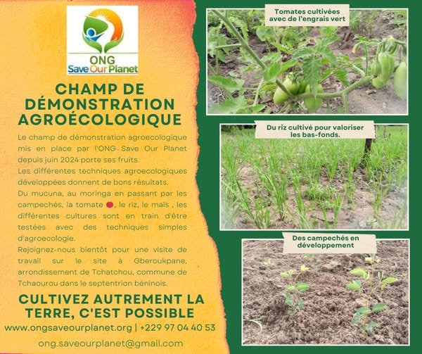 Résultats prometteurs au champ de démonstration agroécologique de l&rsquo;ONG Save Our Planet