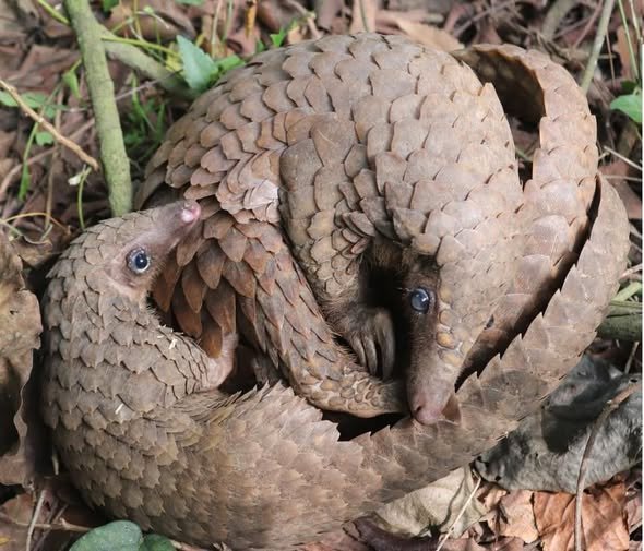 Journée mondiale des pangolins : l&rsquo;ONG Save Our Planet mobilisée pour la protection de l&rsquo;animal menacé