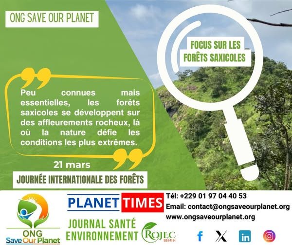 Journée internationale des forêts : l&rsquo;ONG Save Our Planet alerte sur les forêts saxicoles, ces écosystèmes méconnus