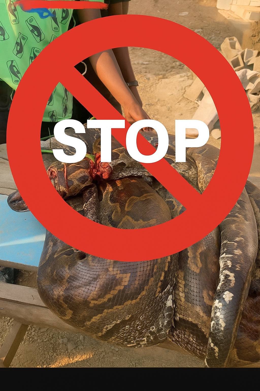Communiqué de l&rsquo;ONG Save Our Planet : halte à la traque injustifiée des reptiles inoffensifs au Bénin